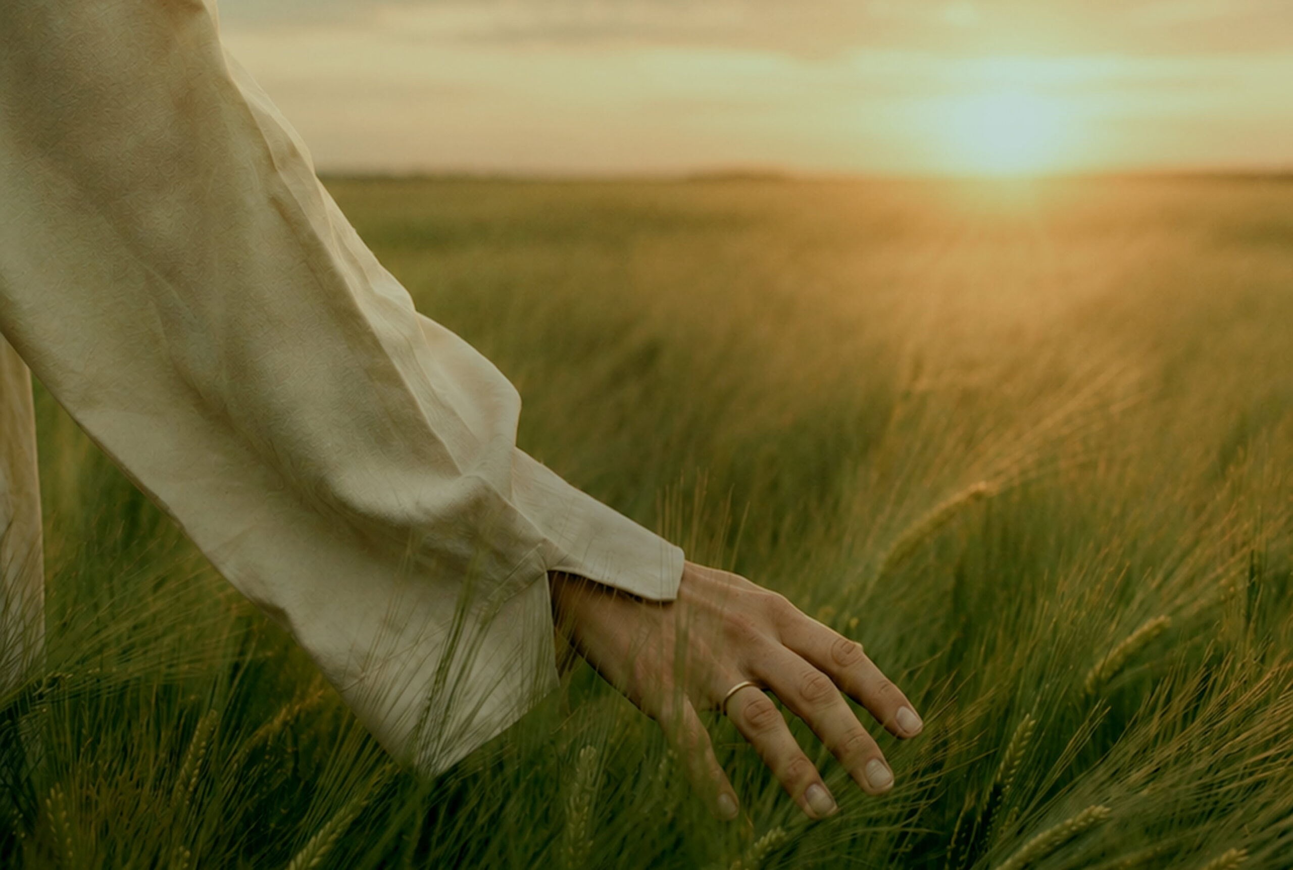 hand-image-desktop (2) A hand brushing through tall grass in a field at sunrise